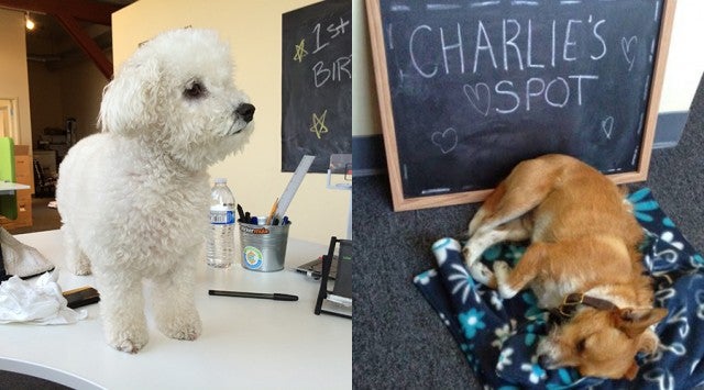 Educents-Bella-Charlie