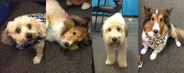 Trend-Nation-Howie-Riley-Chewy-Ricky