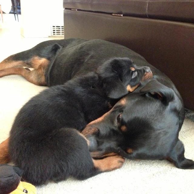 iDevices-Bella-Bentley