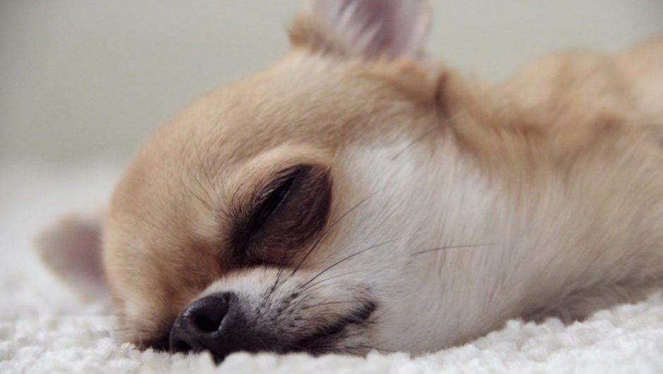 Study: Sleep Is an Indicator of Overall Health