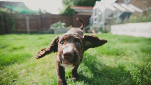 Pet Startups