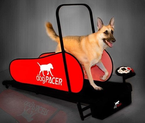 DogPACER Dog Treadmill