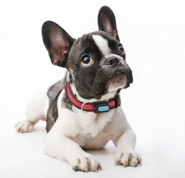 Poof Bean pet tracker