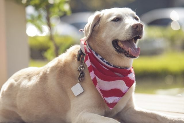 tracMo for pets