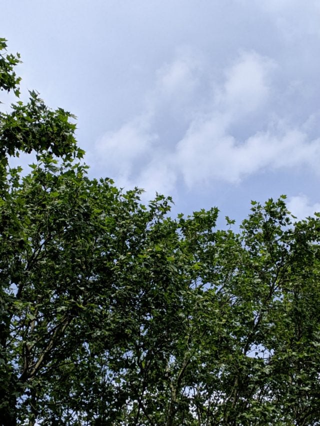 google pixel 3a mid zoom on trees